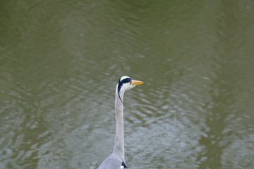 gray heron head close up