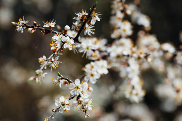 fleurs de cerisier au printemps