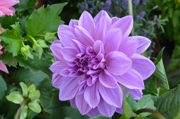 Close up of one beautiful large vivid pink dahlia flower in full bloom on blurred green background, photographed with soft focus in a garden in a sunny summer day