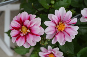 Obraz premium Close up of beautiful large white and vivid pink dahlia flowers in full bloom on blurred green background, photographed with soft focus in a garden in a sunny summer day