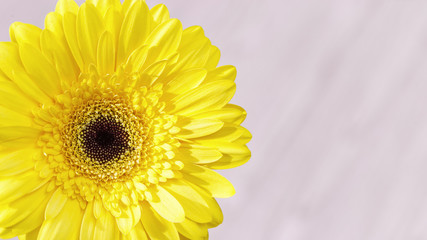 Delicate yellow gerbera flower close up on pink background. Natural flowery greeting card, nature or environment concept.