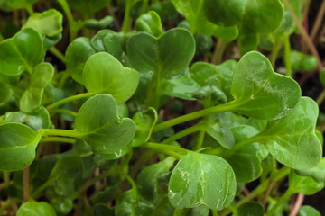 Homegrown radish microgreen sprouts macro close up. Concept of health and growth. Modern gastronomy