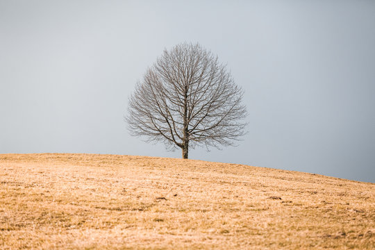 lone tree 