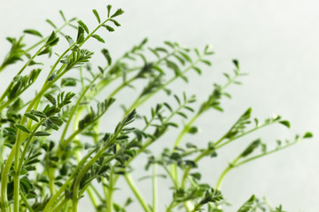 Homegrown chickpeas microgreen close up. Concept of health and growth, Modern gastronomy