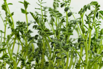 Homegrown chickpeas microgreen close up. Concept of health and growth, Modern gastronomy
