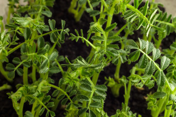 Homegrown chickpeas microgreen close up. Concept of health and growth, Modern gastronomy