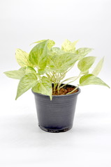 Devil's ivy with green with spotted white stripes leaves in a black plastic pot isolated on white