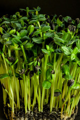 Obraz premium Homegrown sunflowers micro green sprouts on black background. Concept of health and growth