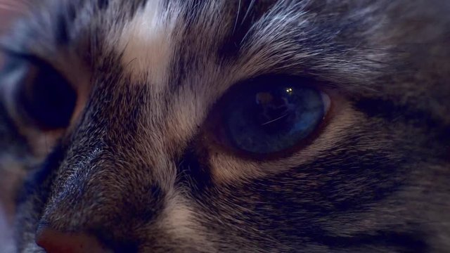 adult lovely cat with blue eyes