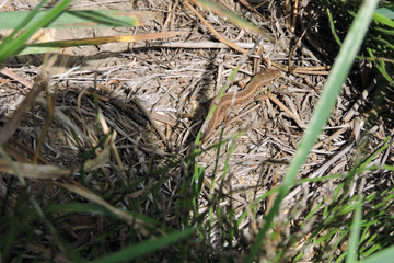 A sand lizard basking in the sun