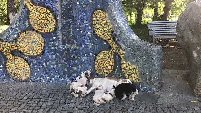 Mama dog lies next to her little playful puppies. фильм