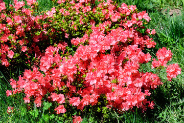 Bush of delicate pink flowers of azalea or Rhododendron plant in a sunny spring Japanese garden, beautiful outdoor floral background