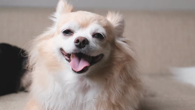4k uhd slow motion footage cute relax brown hair chihuahua dog look at camera smile with  clam and relax enjoy panting after playing on sofa couch living room home background
