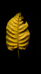 dry yellow autumn leaf isolated on black background