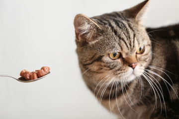 Owner feeding cute cat from spoon