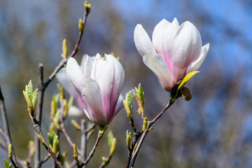 Obraz premium Close up of two delicate white pink magnolia flowers in full bloom on a branch in a garden in a sunny spring day, beautiful outdoor floral background