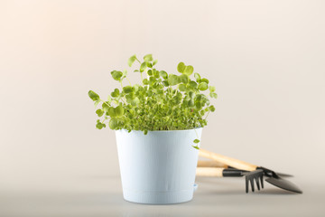 micro greenery grows at home stands on a light background