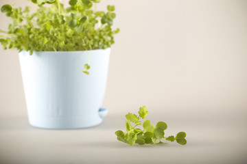 micro greenery grows at home stands on a light background