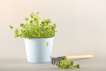 micro greenery grows at home stands on a light background