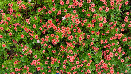 red flowers top view background