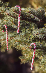 Good New Year spirit. Sweet canes.