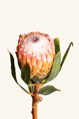 Close-up of a protea flower isolated on white background
