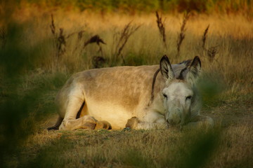Esel gemütlich im Sonnenuntergang