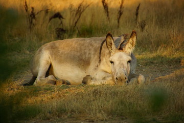 Esel gemütlich im Sonnenuntergang