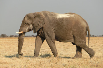 Loxodonta africana