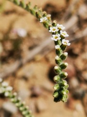 leaves of a tree