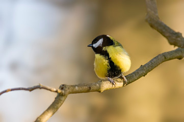 Obraz premium Great tit in the beautiful green forest