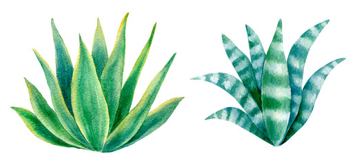 Watercolor  Agave Plants Set Isolated on White Background.  Hand Drawn Illustration Elements