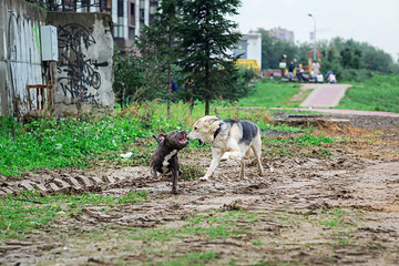Naklejka na ściany i meble Dogs playig dirty road at park. Cloudy day