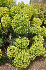 Euphorbia characias au jardin