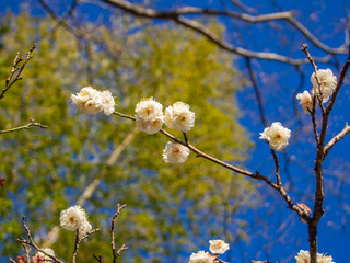 【静岡県伊豆市】白梅の花【修善寺梅林】