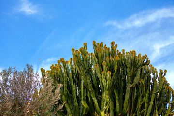 cactus growing in the natural tropical area