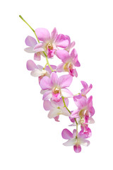 Naklejka na ściany i meble Light pink dendrobium orchids flower hang on branch tree isolated on white background , clipping path