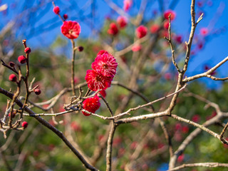【静岡県伊豆市】紅梅の花【修善寺梅林】