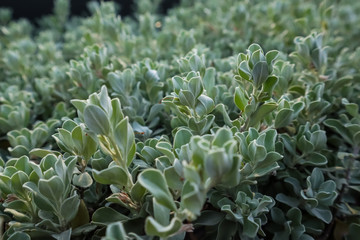 Leucophyllum frutescens or Neon flowers sprinkled with purple-pink flowers.