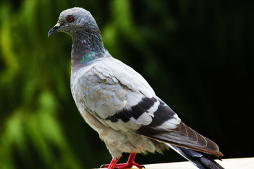 Wood pigeon perching on a garden fence with a green background