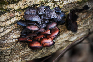 Wild black mushrooms growing on tree bark