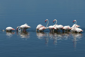 Naklejka premium Rosaflamingos