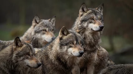 Fotobehang De grijze wolven © Patrick J.