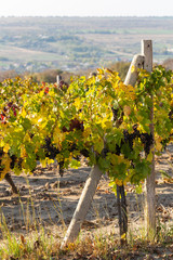 Fototapeta na wymiar Vine with ripe grapes before harvesting. Vineyards in the fall with red, yellow and green foliage. Wine-making. Technology of wine production in Moldova. Viticulture.