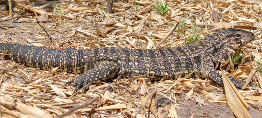 Large Reptile 