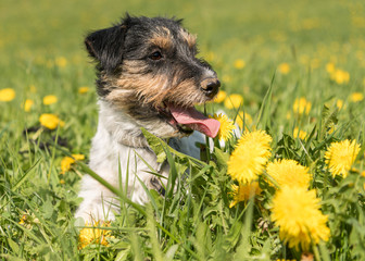 Portrait of a small cute Jack Russell Terrier  female dog outdoor in nature in a green blooming meadow.