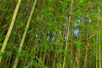 Fototapeta premium Bamboo Thicket