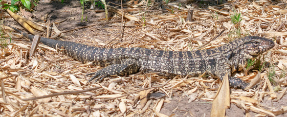 Large Reptile 