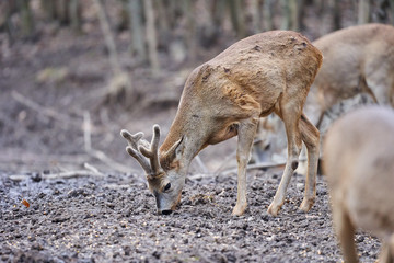 Roe deer and buck