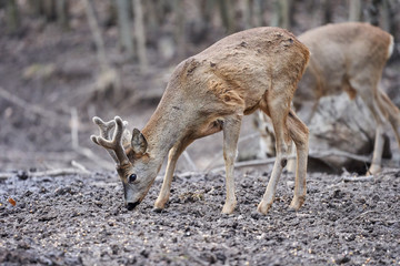 Roe deer and buck